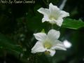 WHITE FLOWERS MARCH 2001 DAIRY FARM.jpg
